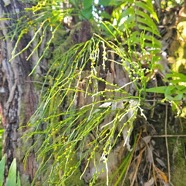 Psilotum nudum Fougère filao Psilotaceae Indigène La Réunion 14.jpeg