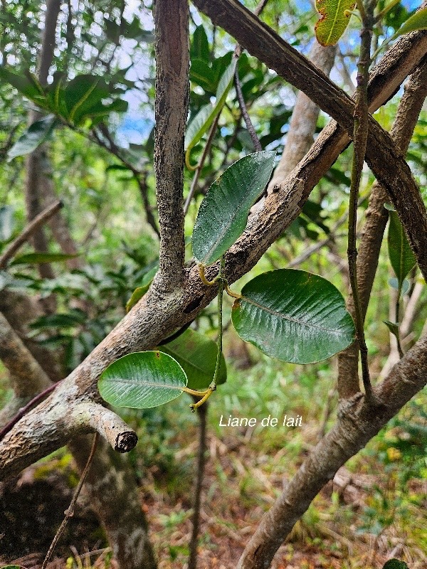 Secamone dilapidans Liane de lait Apocynaceae Endémique La Réunion, Maurice 51.jpeg