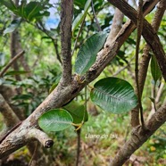 Secamone dilapidans Liane de lait Apocynaceae Endémique La Réunion, Maurice 51.jpeg