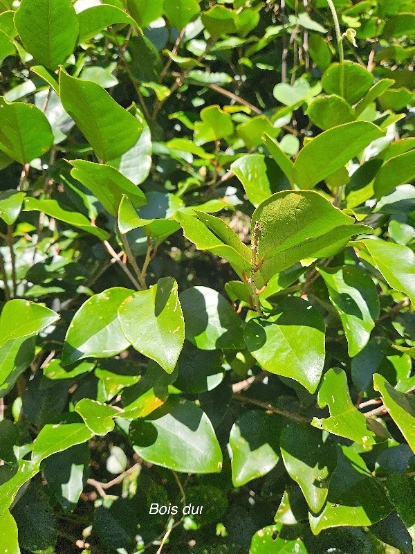 Securinega durissima Bois dur Phyllanthaceae Indigène La Réunion 53.jpeg