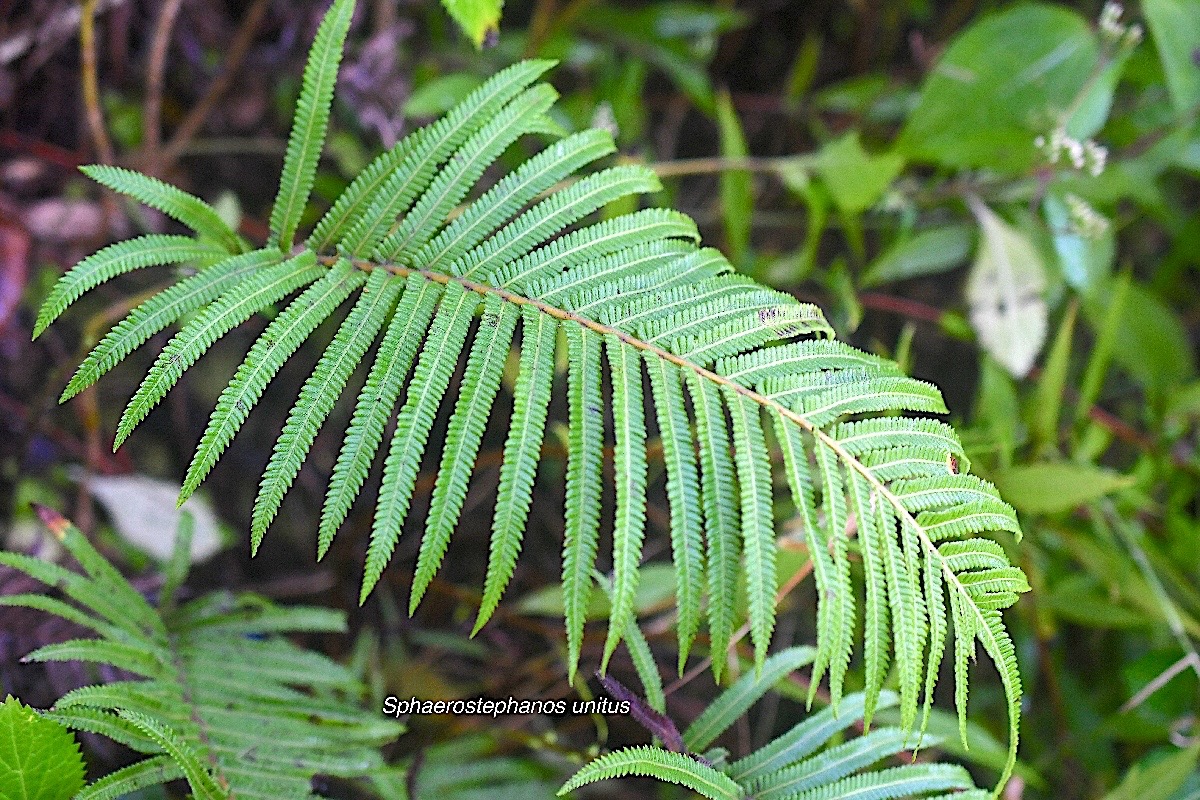 Sphaerostephanos unitus Thelypteridaceae Indigène La Réunion 3215.jpeg