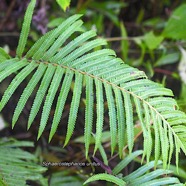 Sphaerostephanos unitus Thelypteridaceae Indigène La Réunion 3215.jpeg