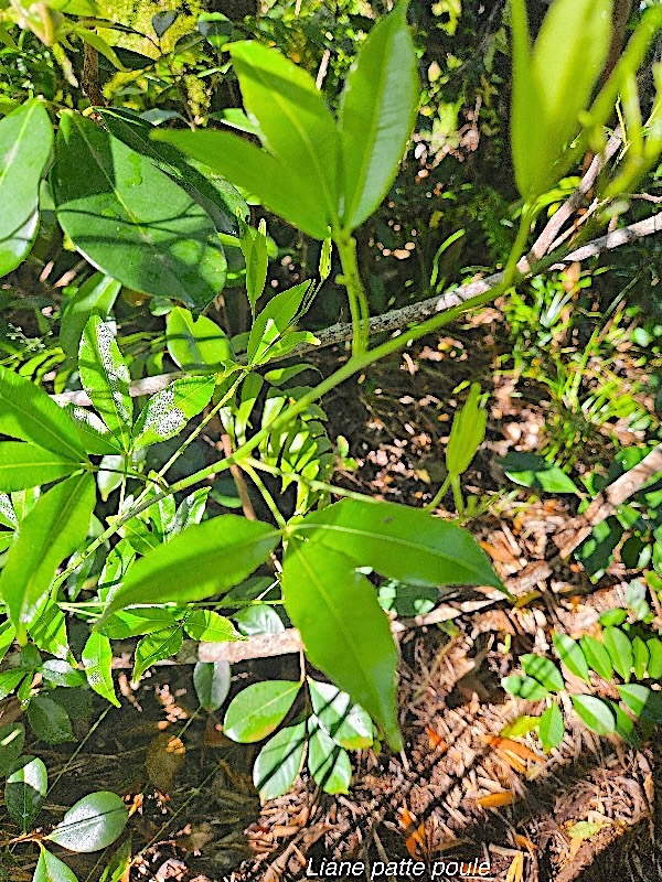 Toddalia asiatica Liane patte poule Rutaceae Indigène La Réunion 27.jpeg