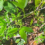 Toddalia asiatica Liane patte poule Rutaceae Indigène La Réunion 27.jpeg