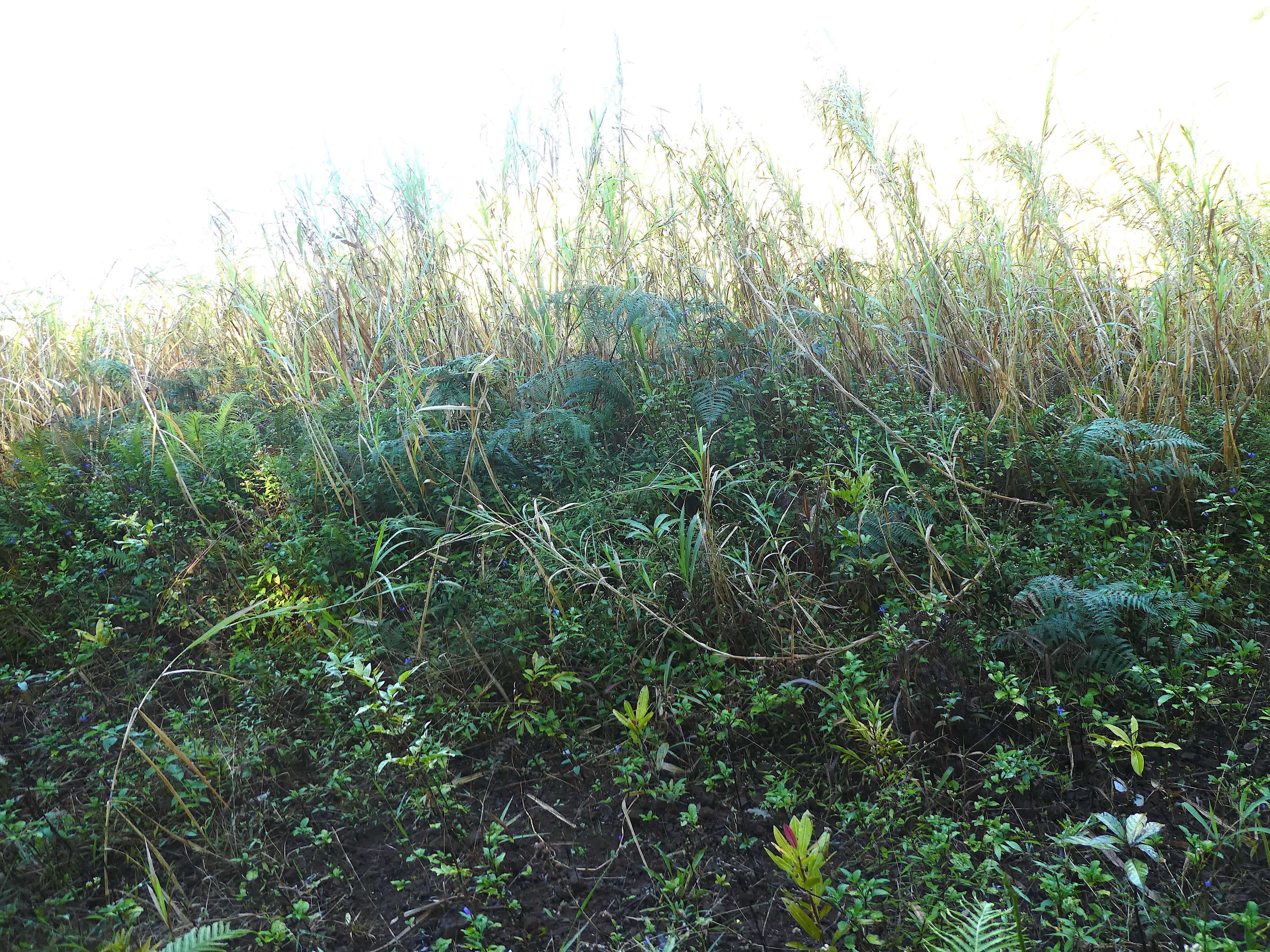 plantations de l'OMDAR complètement envahies par la canne fourragère.jpeg