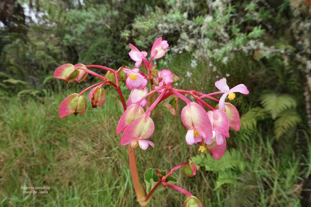 Begonia cucullata.coeur de Jésus.begoniaceae.espèce envahissante..jpeg