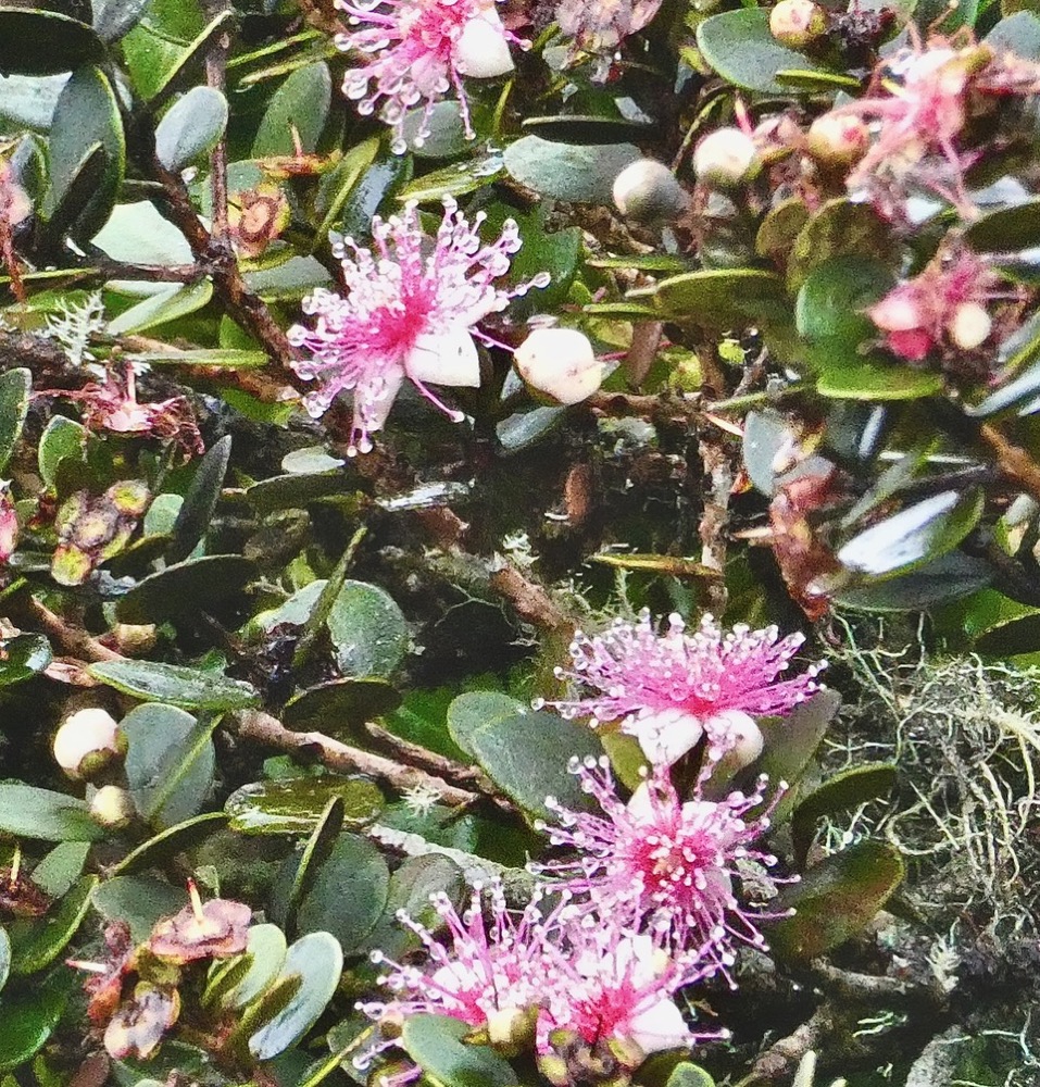 Eugenia buxifolia .bois de nèfles à petites feuilles.myrtaceae. endémique Réunion..jpeg