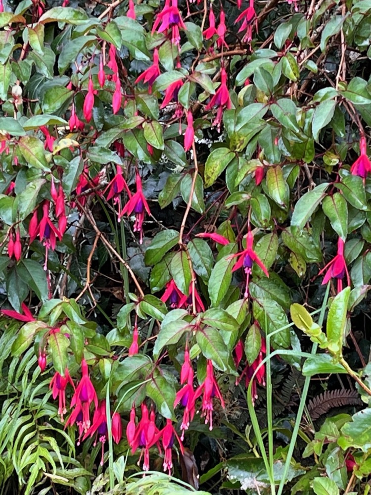 Fuchsia magellanica.Ti zanneau.onagraceae.amphinaturalisé. très envahissant..jpeg