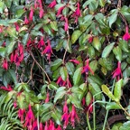 Fuchsia magellanica.Ti zanneau.onagraceae.amphinaturalisé. très envahissant..jpeg