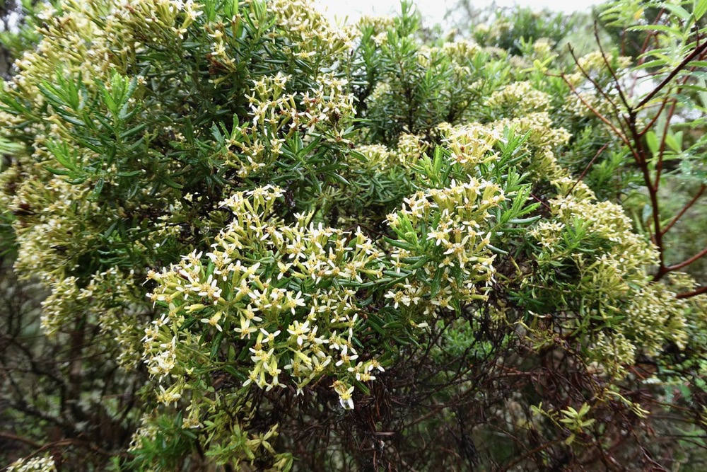 Hubertia ambavilla  Ambaville  asteraceae  endémique Réunion Maurice.jpeg