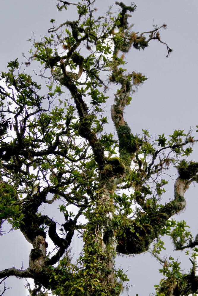 Nuxia verticillata.bois maigre ( envahi par du lierre ,du lichen et servant de support à quelques orchidées )stilbaceae.endémique Réunion Maurice..jpeg