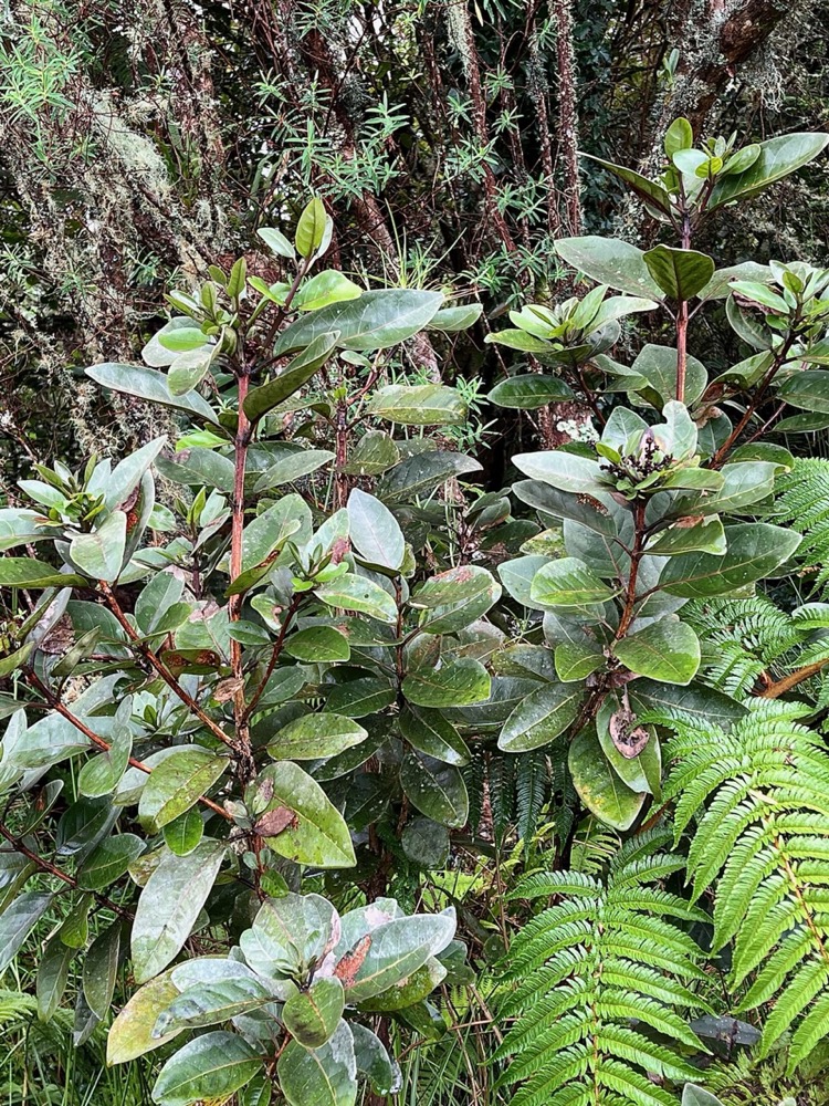 Nuxia verticillata.bois maigre.stilbaceae.endémique Réunion Maurice..jpeg