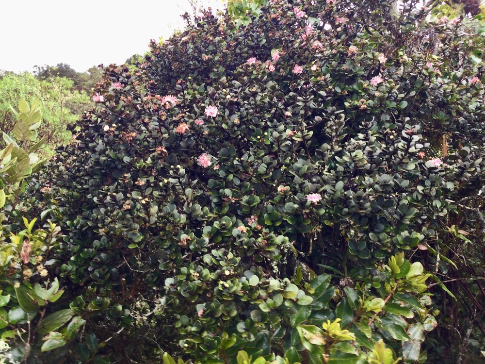 4. Eugenia buxifolia - Bois de nèfles à petites feuilles - Myrtacée.jpeg