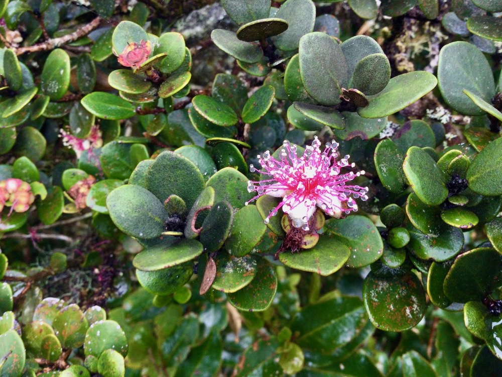 5. Eugenia buxifolia - Bois de nèfles à petites feuilles - Myrtacée.jpeg