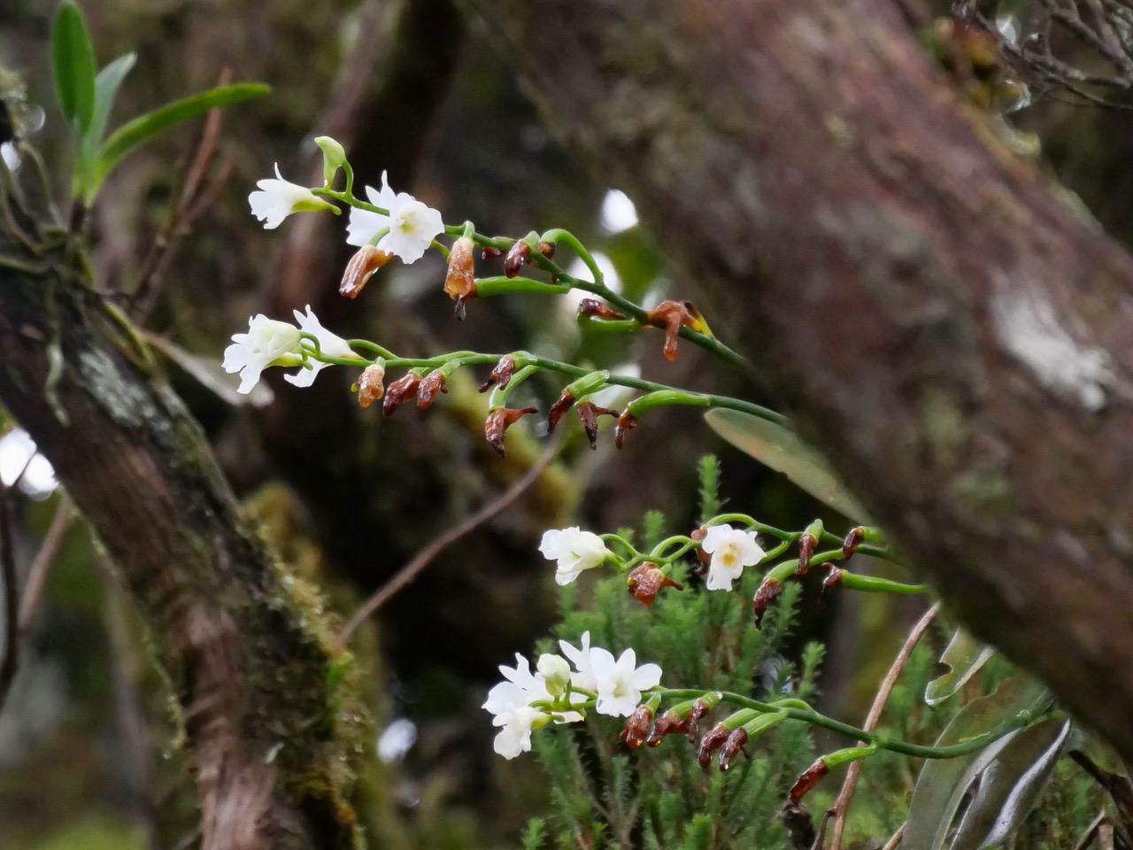 Beclardia macrostachya -.jpeg