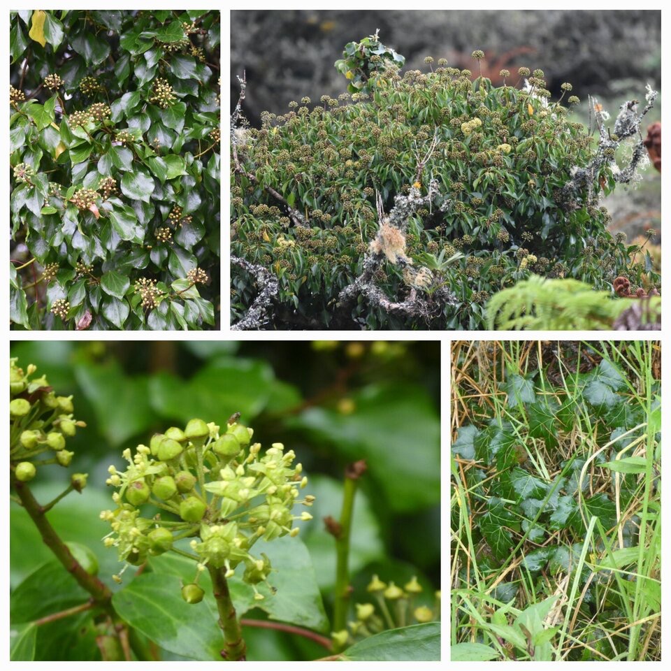 Hedera helix - Lierrre grimpant - ARALIACEAE - EE - 20230418_213556.jpg