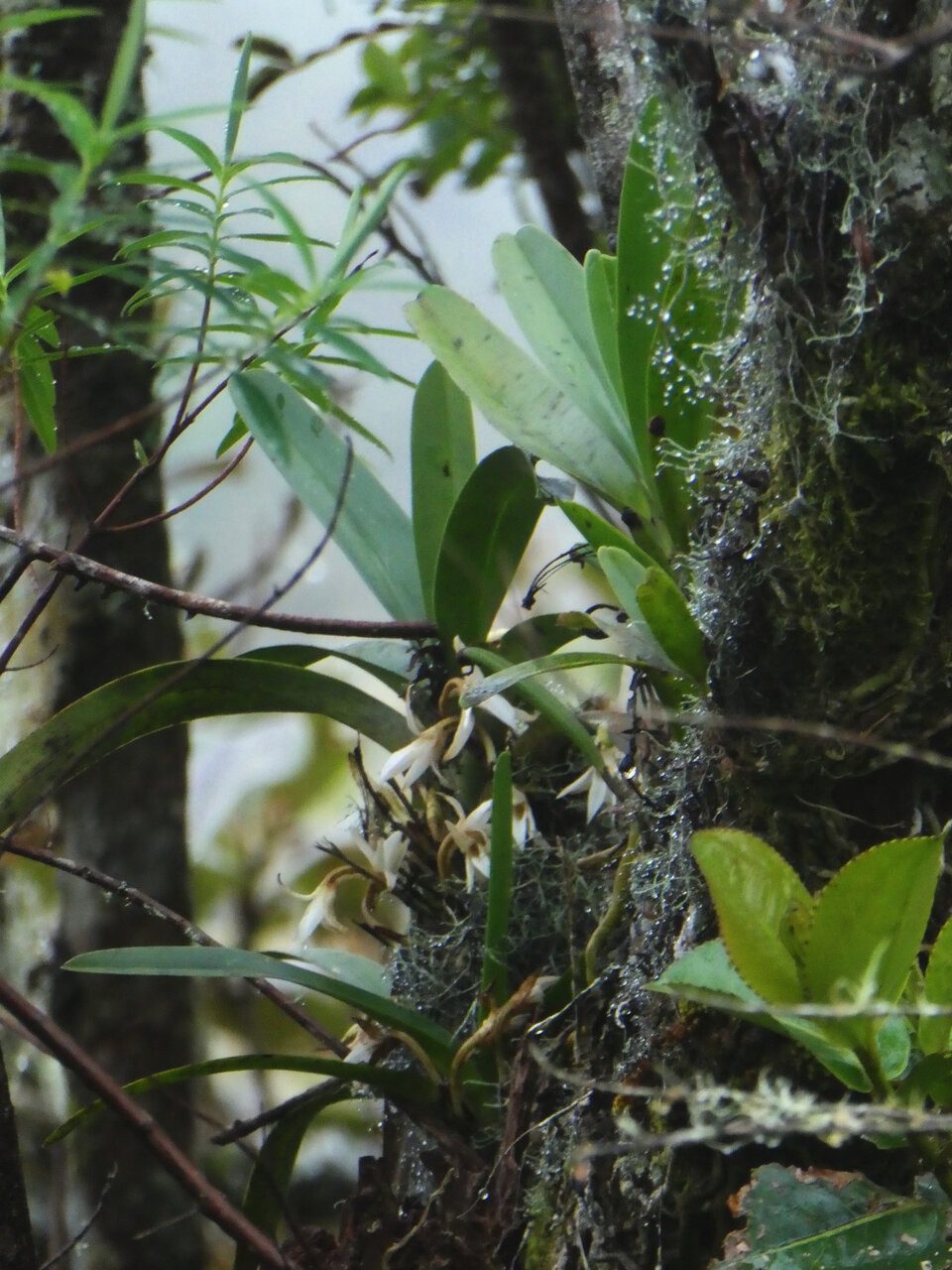 Jumellea triquetra - EPIDENDROIDEAE - Endemique Reunion - P1060209.jpg