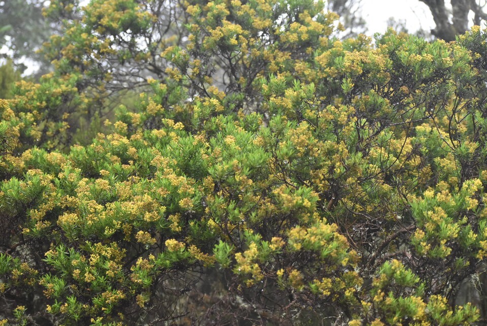 Hubertia ambavilla - Ambaville - ASTERACEAE - Endemique Reunion - MB3_1822.jpg