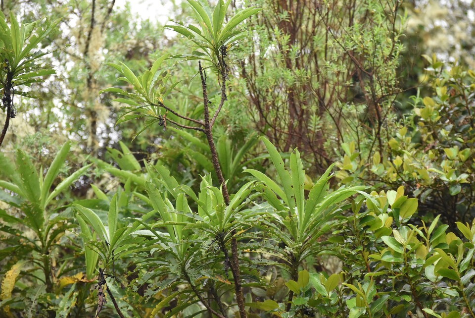 Psiadia laurifolia - Bois de chenille - ASTERACEAE - Endemique Reunion - MB3_1842.jpg