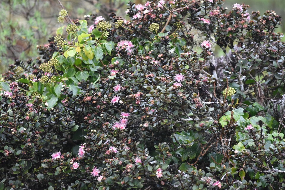 Eugenia buxifolia - Bois de nèfles - MYRTACEAE - Endemique Reunion - MB3_1841.jpg