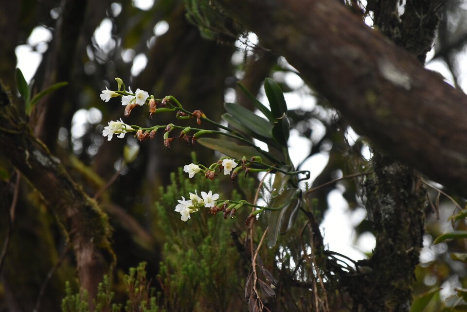 Beclardia macrostachya - EPIDENDROIDEAE - Indigene Reunion - MB3_1838.jpg