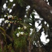 Beclardia macrostachya - EPIDENDROIDEAE - Indigene Reunion - MB3_1838.jpg