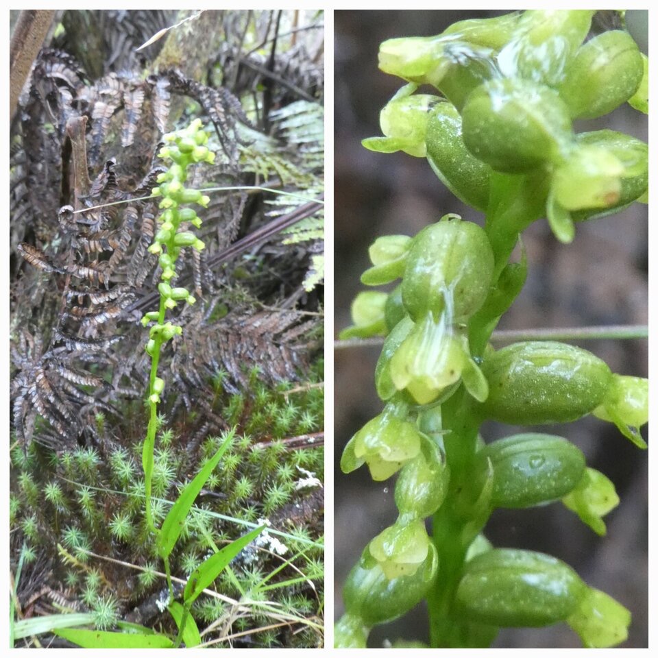 Benthamia africana (spiralis) - ORCHIDOIDEAE - Indigene Reunion - 20230418_213656.jpg