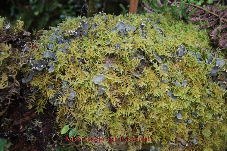 Mousse et Lichen