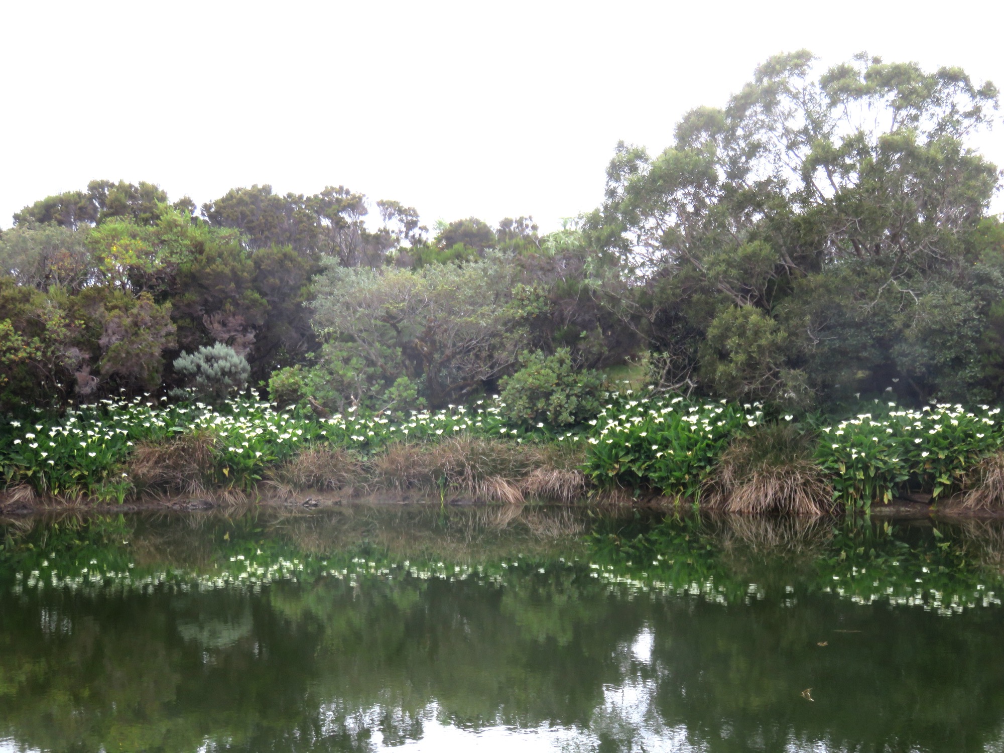 5. L'étang de Piton de l'eau.JPG