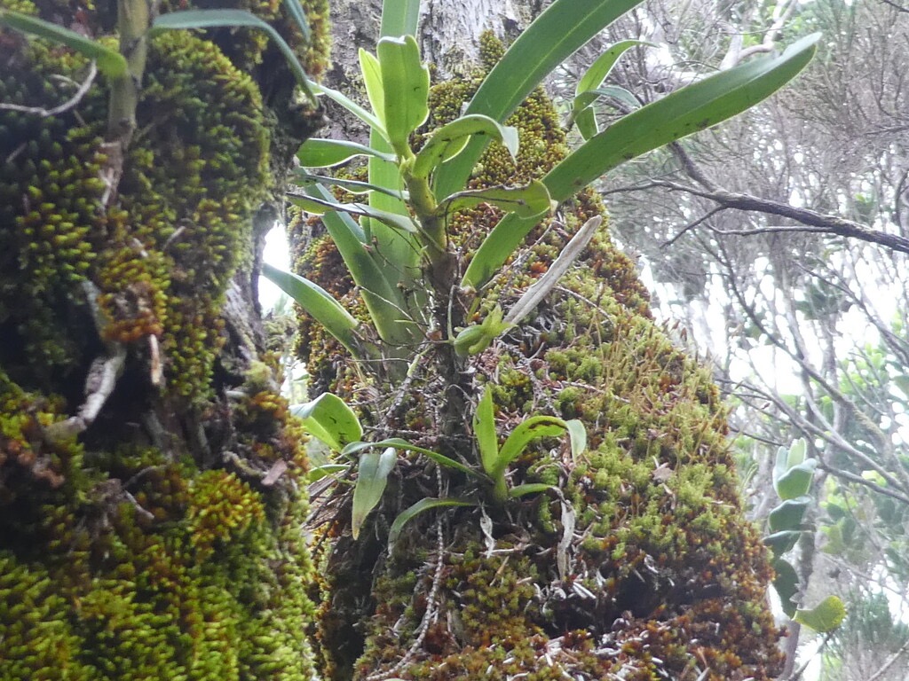 Angraecum_costatum_(?)_ORCHIDACEAE - P1070298.jpg