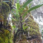 Angraecum_costatum_(?)_ORCHIDACEAE - P1070298.jpg