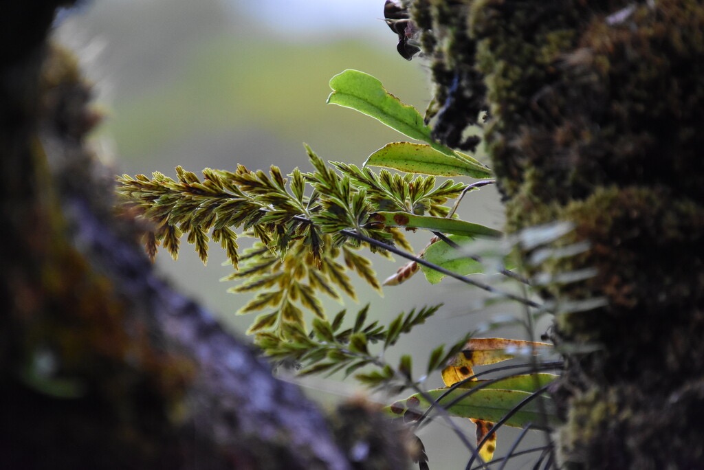 Asplenium_sp_ASPLENIACEAE - MB3_3962.jpg