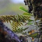 Asplenium_sp_ASPLENIACEAE - MB3_3962.jpg