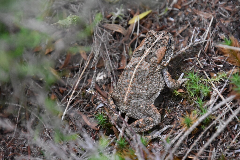 Bufo_gutturalis_crapaud_BUFONIDAE_Exotique - MB3_3965.jpg