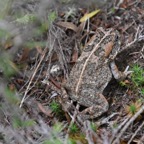 Bufo_gutturalis_crapaud_BUFONIDAE_Exotique - MB3_3965.jpg