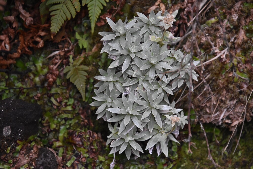 Elichrysum_arnicoides_Petit_velours_blanc_ASTERACEAE_Endemique_Reunion - MB3_3951.jpg