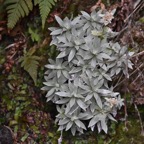 Elichrysum_arnicoides_Petit_velours_blanc_ASTERACEAE_Endemique_Reunion - MB3_3951.jpg