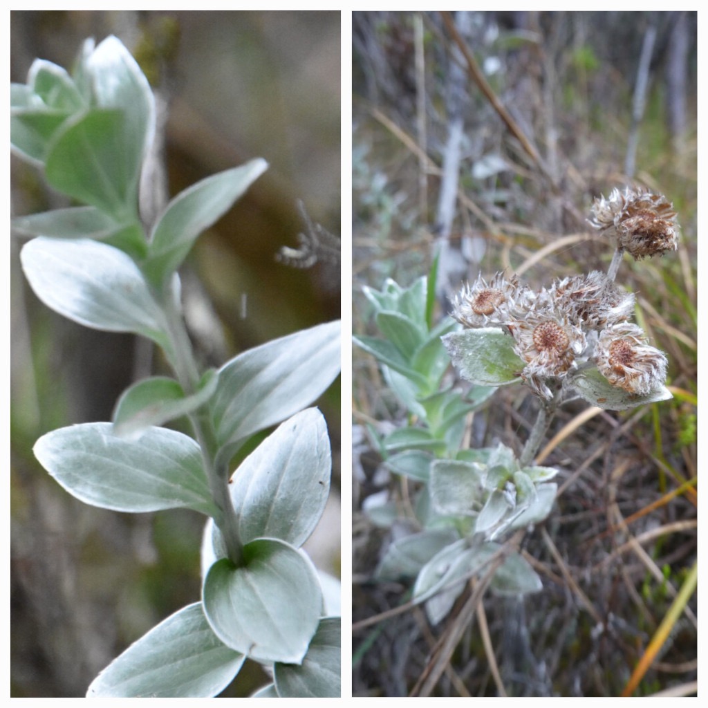 Psiadia_argentea_Petit_velours_ASTERACEAE_Endemique_Reunion - 20231004_104932.jpg