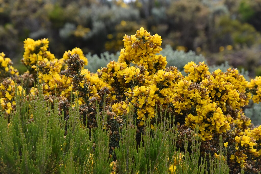 Ulex_europaeus_Ajonc_d_Europe_FABACEAE_EE - MB3_3945.jpg