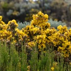 Ulex_europaeus_Ajonc_d_Europe_FABACEAE_EE - MB3_3945.jpg