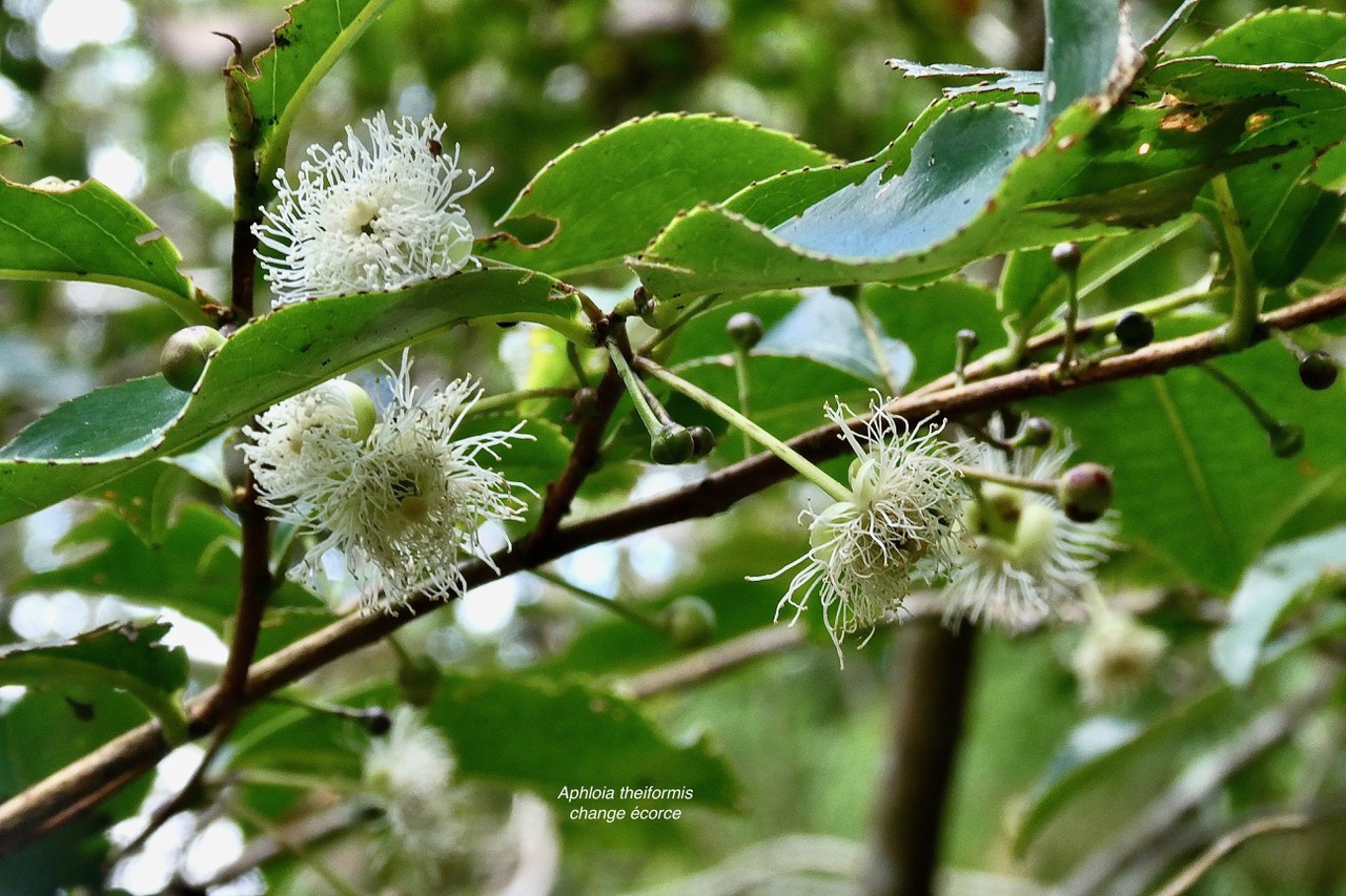 Aphloia theiformis.change écorce.aphloiaceeae.indigène Réunion.jpeg