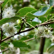 Aphloia theiformis.change écorce.aphloiaceeae.indigène Réunion.jpeg