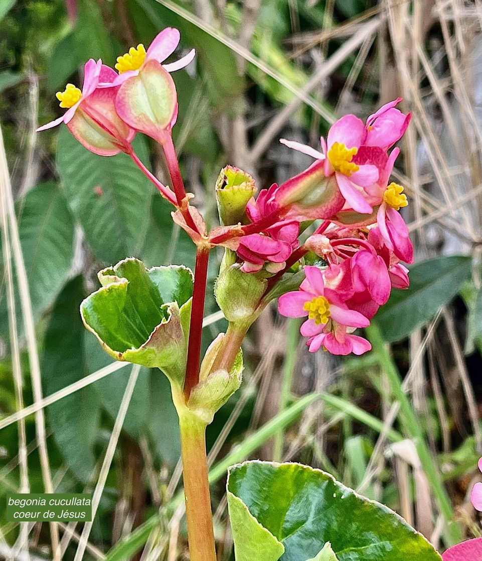 Begonia cucullata.coeur de Jésus.begoniaceae.espèce envahissante..jpeg