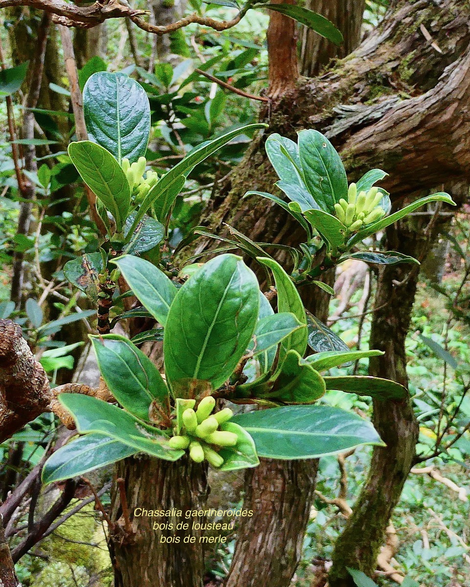 Chassalia gaertneroides. bois de lousteau.bois de merle.( au premier plan,avec inflorescences en boutons )rubiaceae.endémique Réunion..jpeg