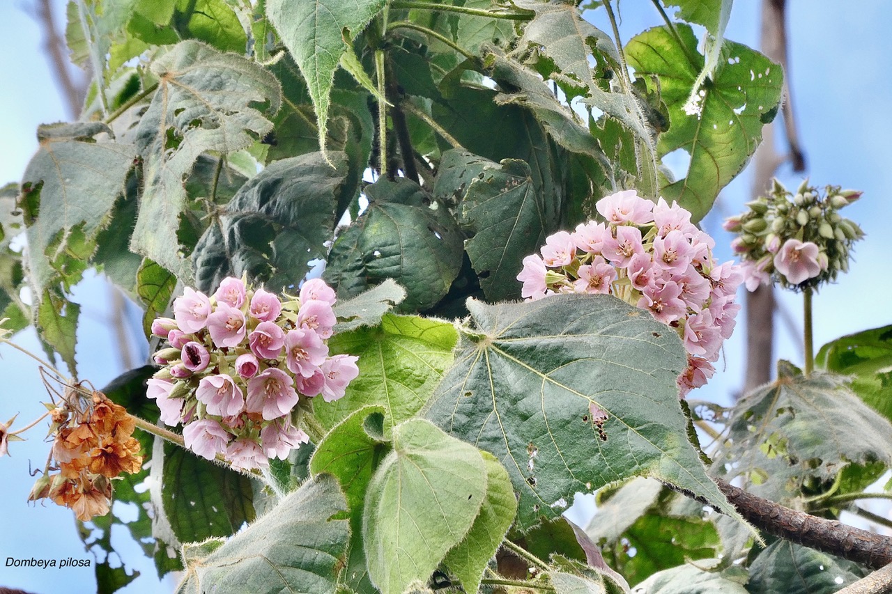 Dombeya pilosa .mahot.malvaceae.endémique Réunion..jpeg