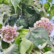 Dombeya pilosa .mahot.malvaceae.endémique Réunion..jpeg