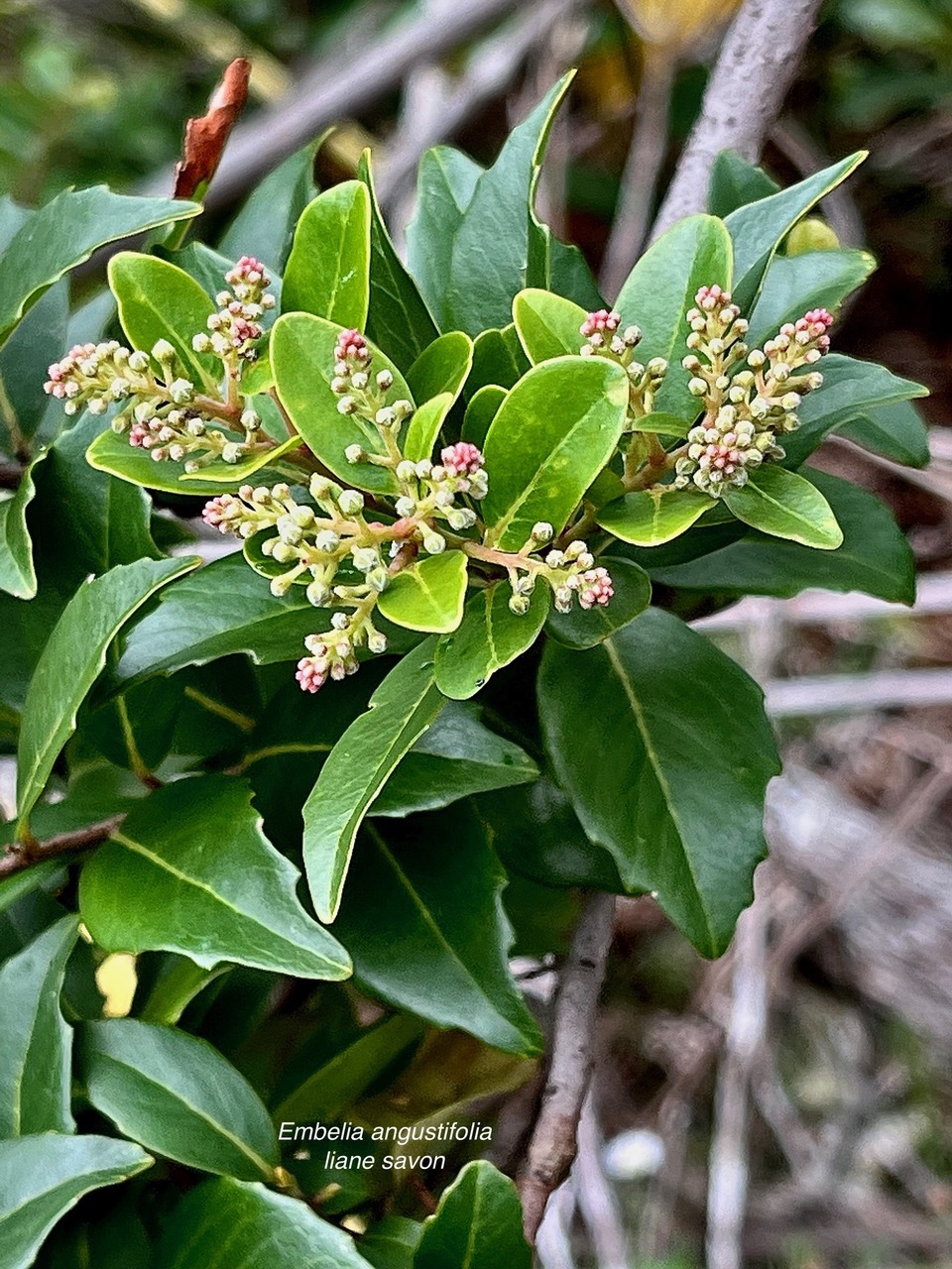 Embelia angustifolia  liane savon.primulaceae.endémique Réunion Maurice. (4).jpeg