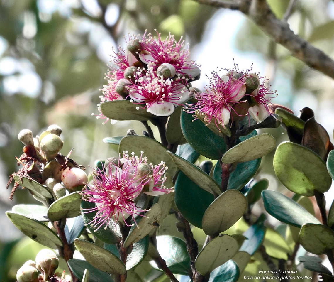 Eugenia buxifolia .bois de nèfles à petites feuilles.myrtaceae. endémique Réunion. (1).jpeg