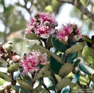 Eugenia buxifolia .bois de nèfles à petites feuilles.myrtaceae. endémique Réunion. (1).jpeg