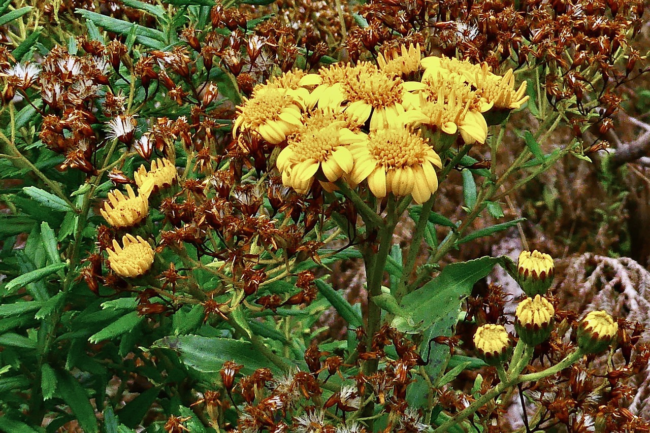 Faujasia salicifolia  Chasse  vieillesse  ASTERACEE  endémique Réunion. sur fond de Hubertia ambavilla  Ambaville  asteraceae  endémique Réunion Maurice.jpeg